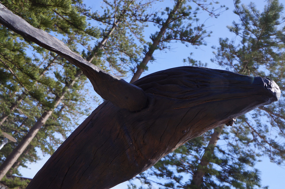 Whale visits Ocean Care Day Festival 2015