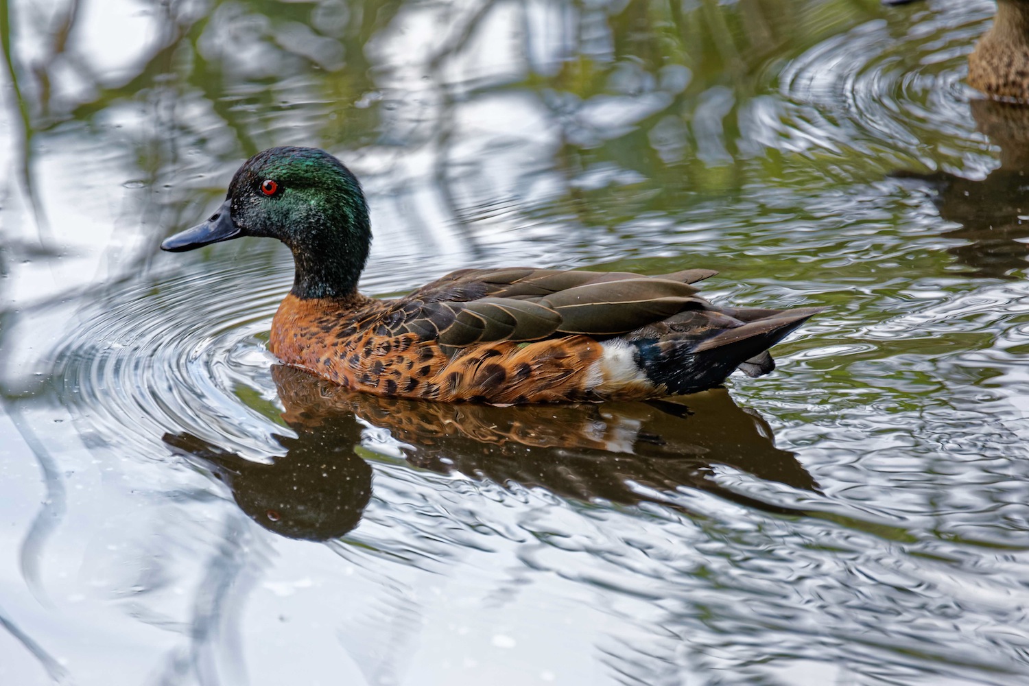 ChestnutTeal