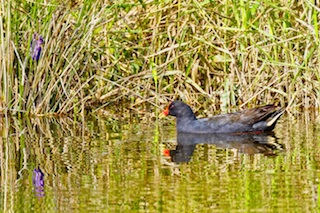 DuskyMoorhenSmall