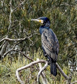 GreatCormorantSmall