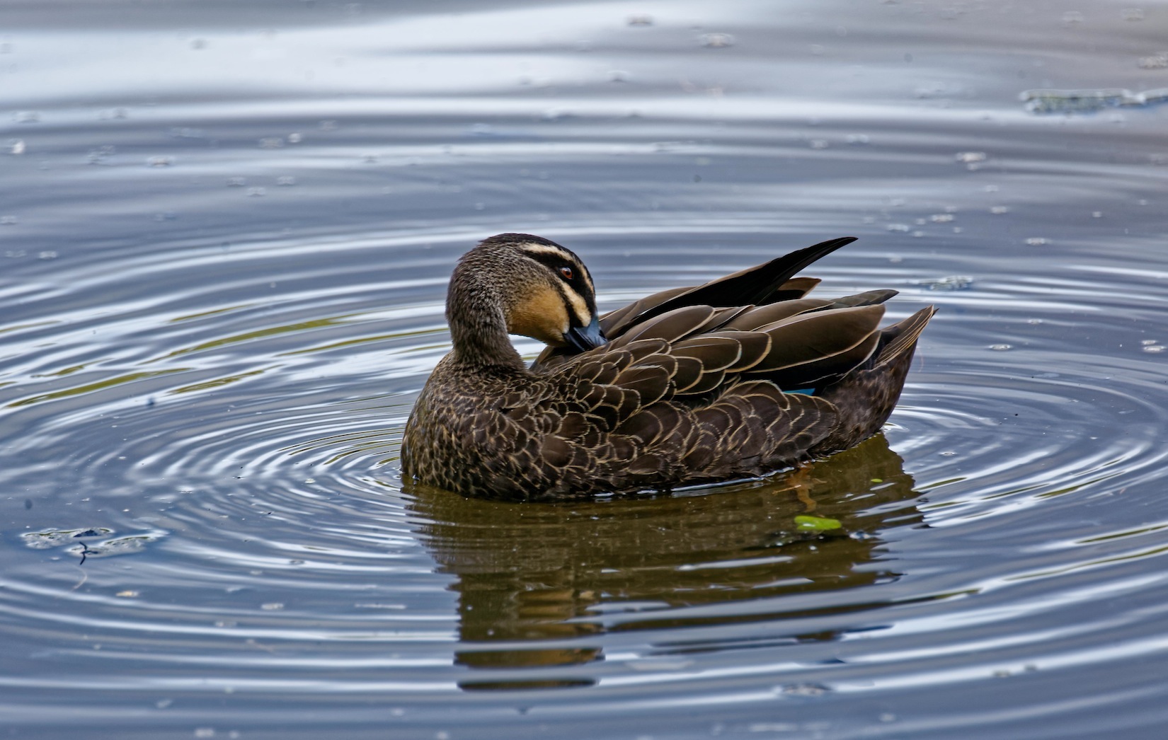 PacificBlackDuck