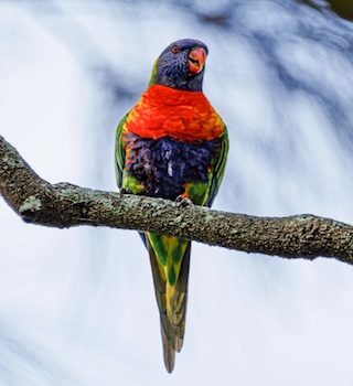 RainbowLorikeetSmall