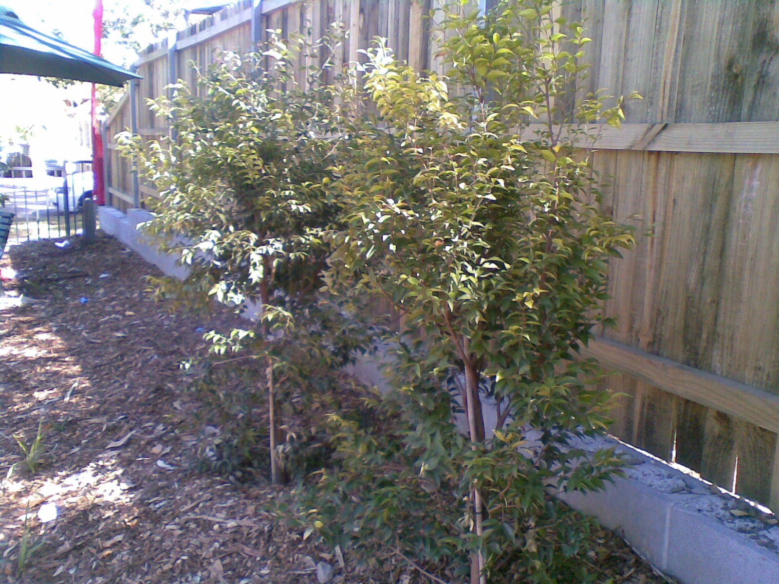 manlyvalecommunitygarden3