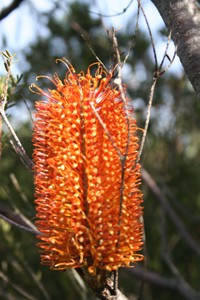 banksia