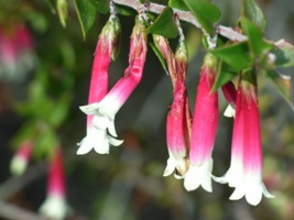 nativefuschia
