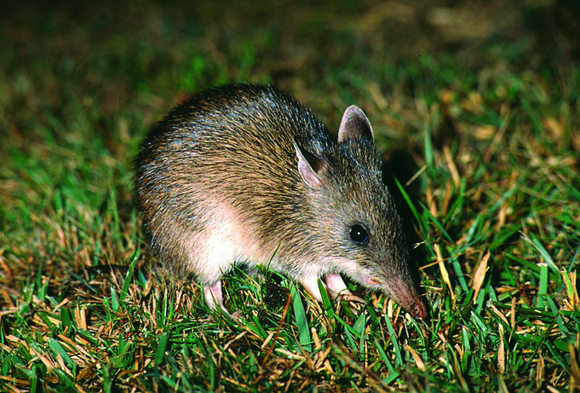 northheadbandicoot