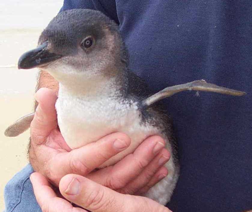 Chick rescued by Sydney Wildlife by Eira Battaglia Chick rescued by Sydney Wildlife by Eira Battaglia
