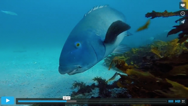 Creatures of Cabbage Tree Bay